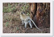 03LakeManyara - 40 * Vervet monkey.